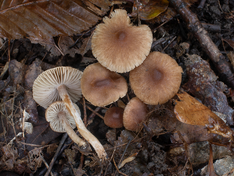 Inocybe bonii